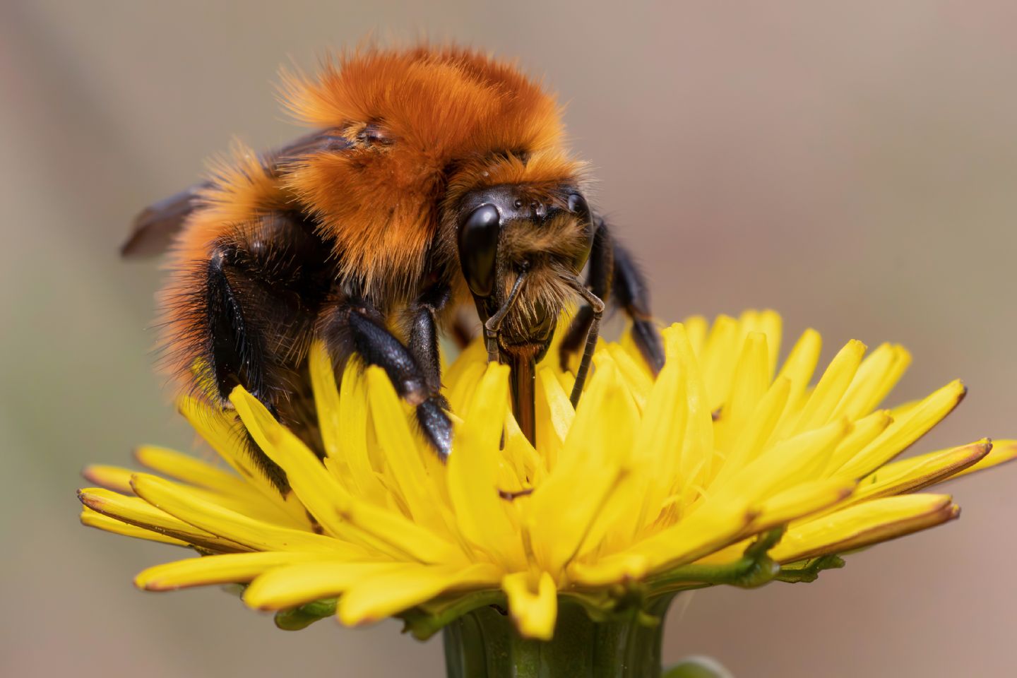 Apidae - Bombus pascuorum o forse dovrei dire Pasquorum